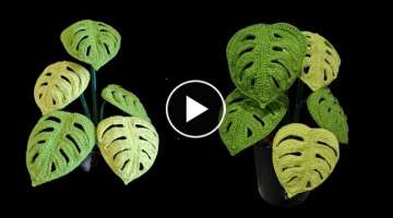 How to crochet Monstera Swiss Cheese Plant/leaves